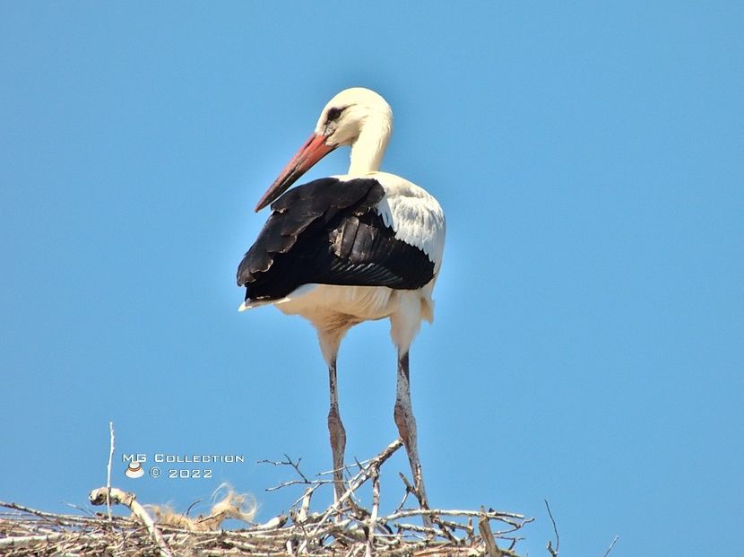 Barza-Stork - PASARI - BIRDS