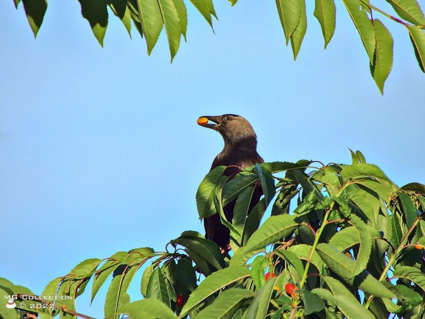 cr4902 - PASARI - BIRDS