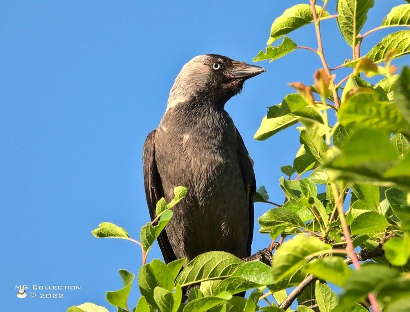 cr5311_01 - PASARI - BIRDS