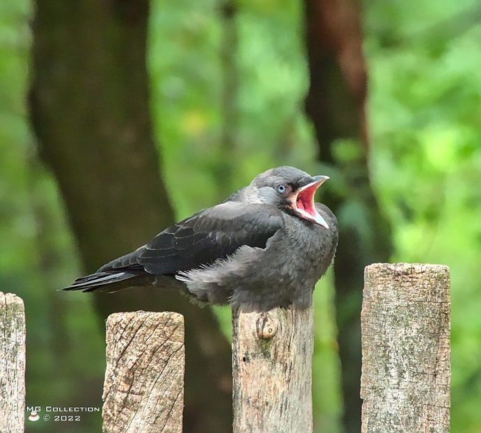 cr5358 - PASARI - BIRDS