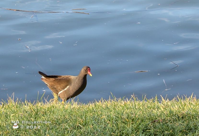 gainuse de balta - PASARI - BIRDS