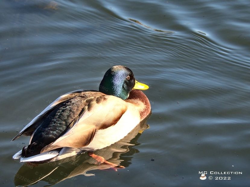  - PASARI - BIRDS