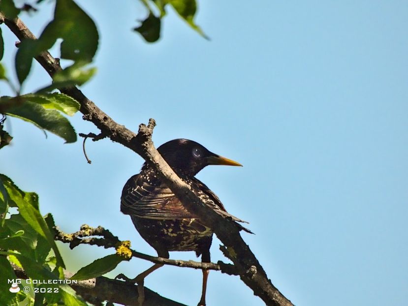 g4932 - PASARI - BIRDS