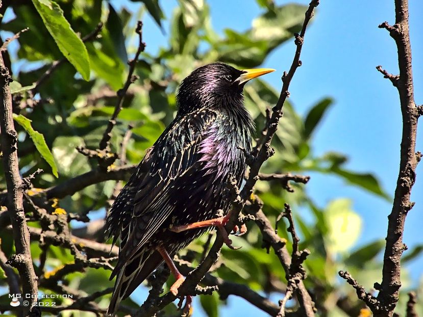 gr5318 - PASARI - BIRDS