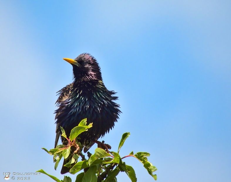 gr5343 - PASARI - BIRDS