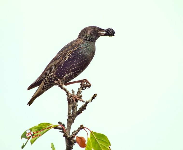 gr5985 - PASARI - BIRDS