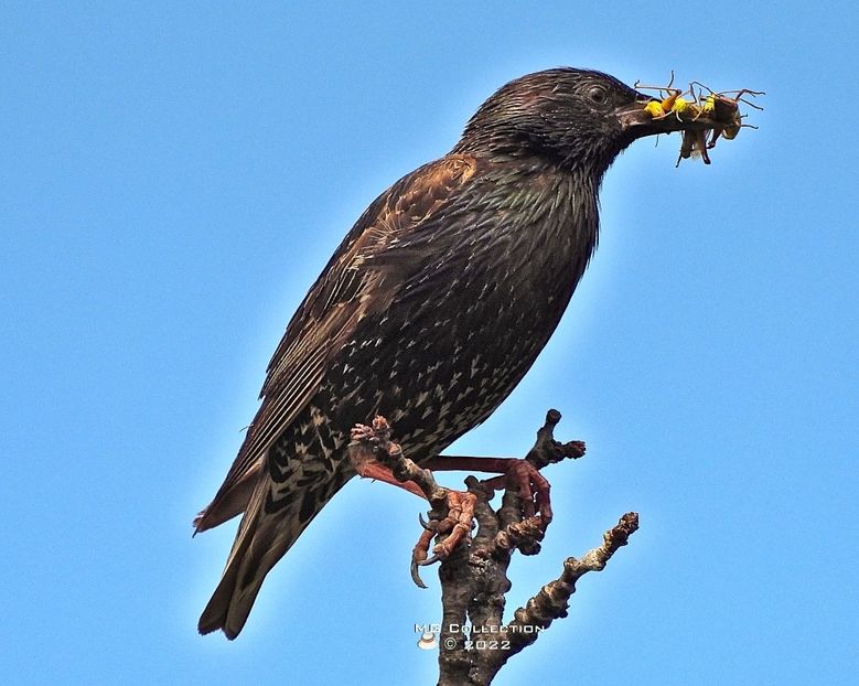 grp6089 - PASARI - BIRDS