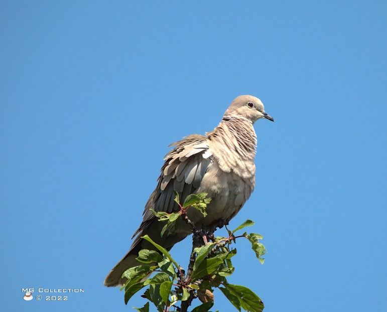 gu5504 - PASARI - BIRDS
