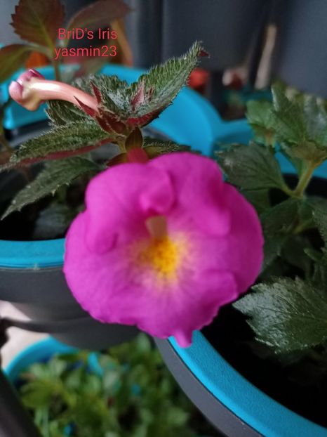 30.07.2022 - A-Achimenes BriDs