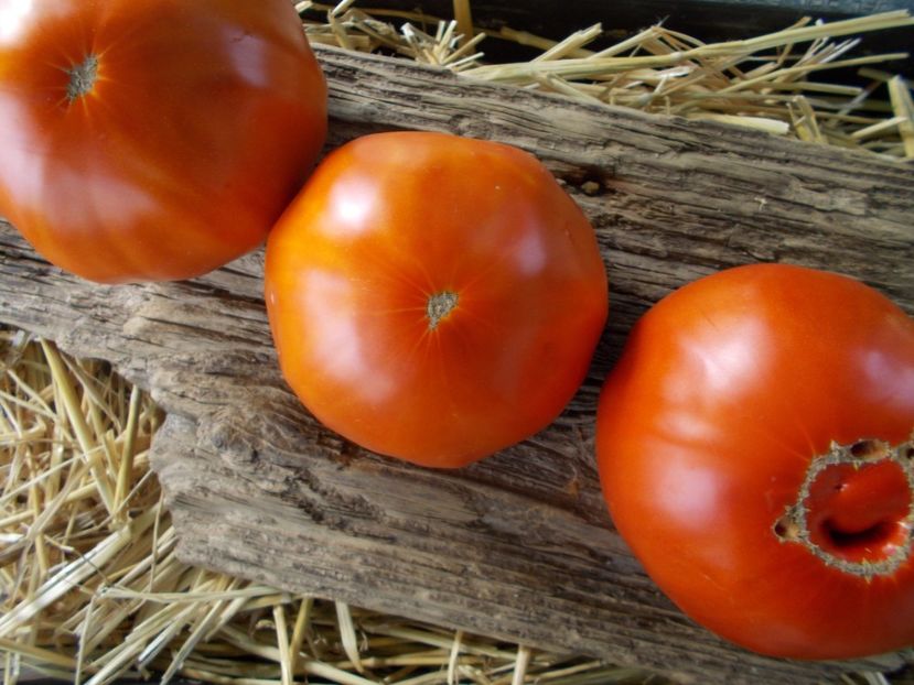  - SEMINTE ROSII - T 428 GROSSE PLATE DU PORTUGAL