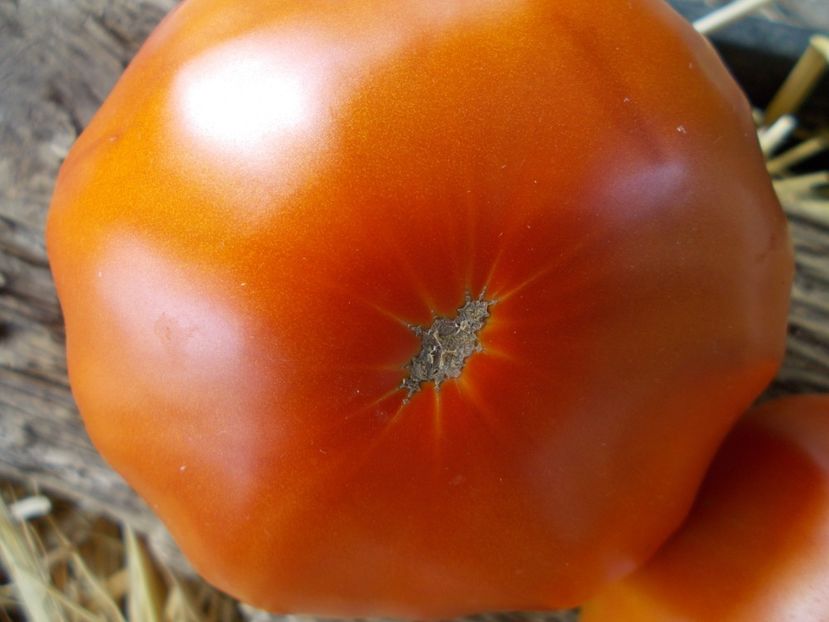  - SEMINTE ROSII - T 428 GROSSE PLATE DU PORTUGAL