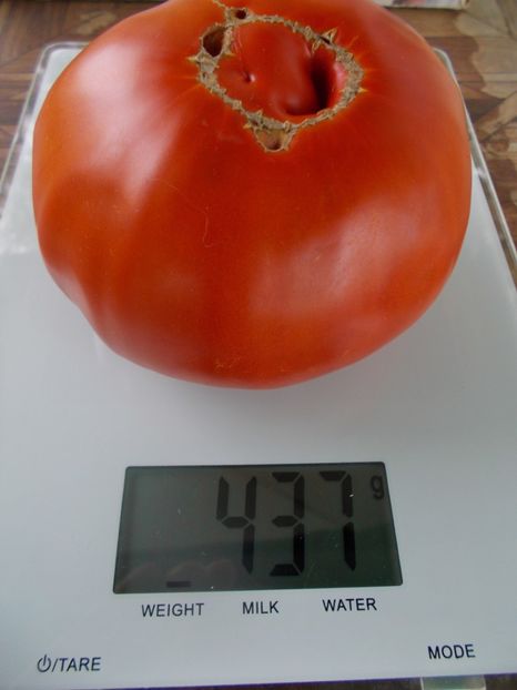  - SEMINTE ROSII - T 428 GROSSE PLATE DU PORTUGAL