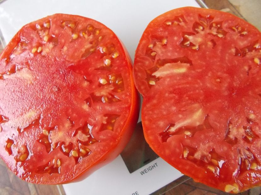  - SEMINTE ROSII - T 428 GROSSE PLATE DU PORTUGAL