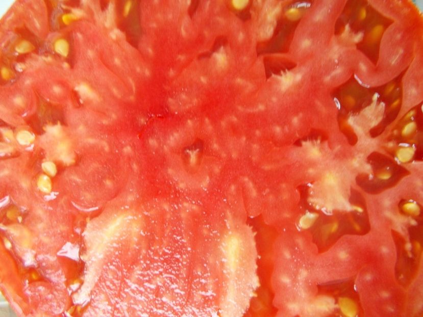  - SEMINTE ROSII - T 428 GROSSE PLATE DU PORTUGAL