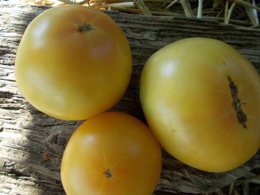  - SEMINTE ROSII - T 962 GOLDEN QUEEN USDA STRAIN