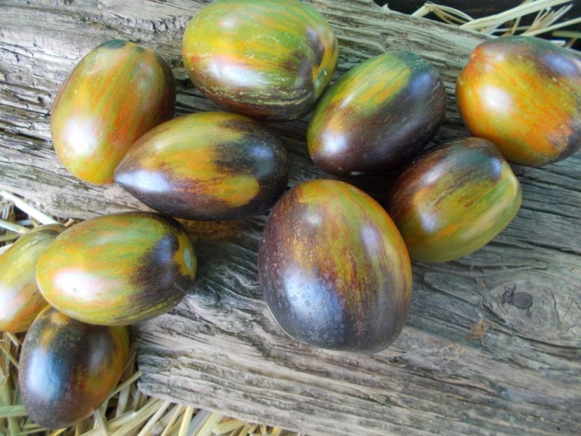  - SEMINTE ROSII - T 815 ATOMIC FUSION