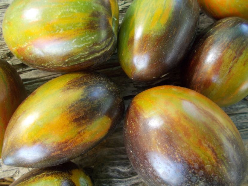  - SEMINTE ROSII - T 815 ATOMIC FUSION