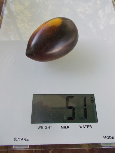  - SEMINTE ROSII - T 815 ATOMIC FUSION