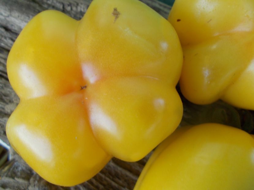  - SEMINTE ROSII - T 994 WHITE HOLLOW