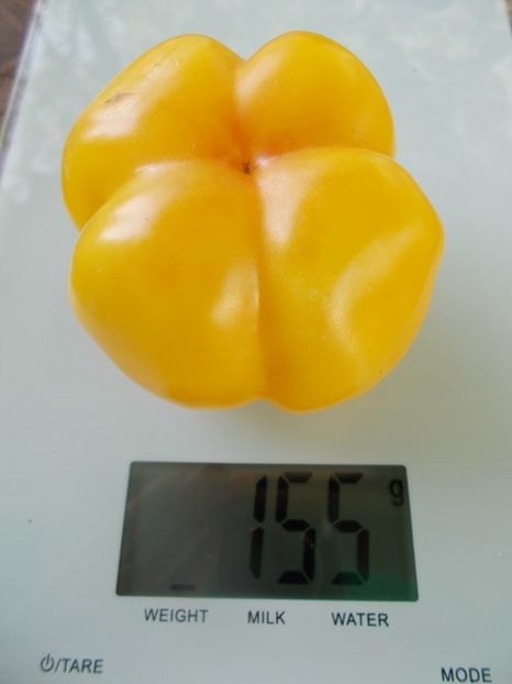  - SEMINTE ROSII - T 994 WHITE HOLLOW