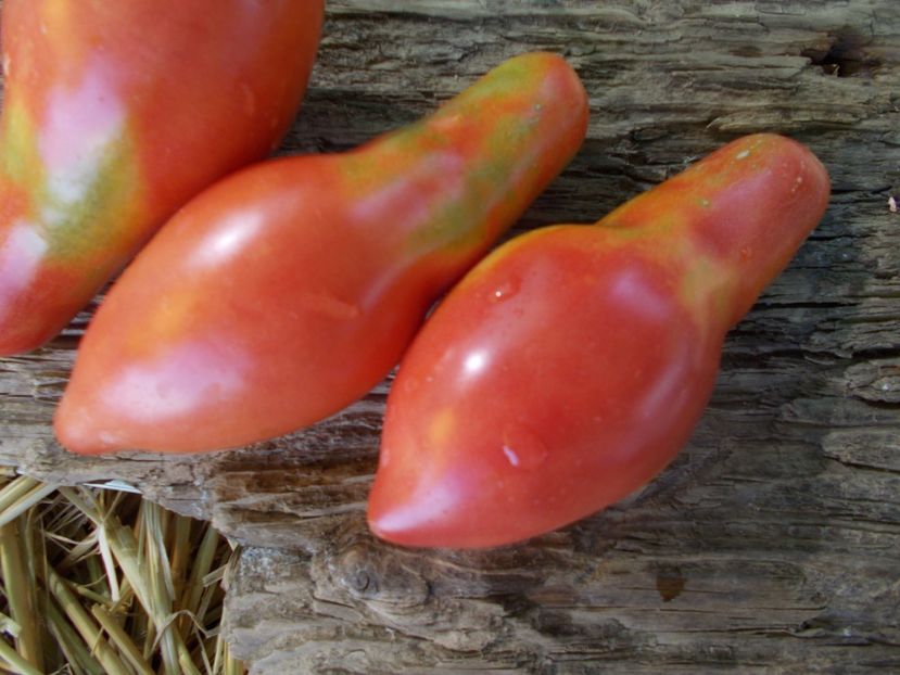  - SEMINTE ROSII - T 818 SIBIRSKIY KHOTTABYCH