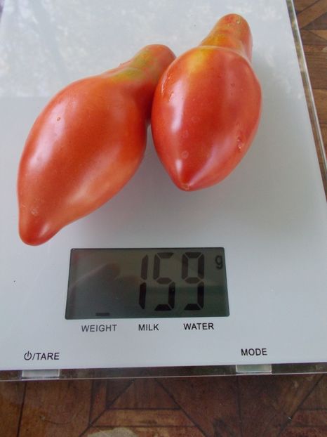  - SEMINTE ROSII - T 818 SIBIRSKIY KHOTTABYCH