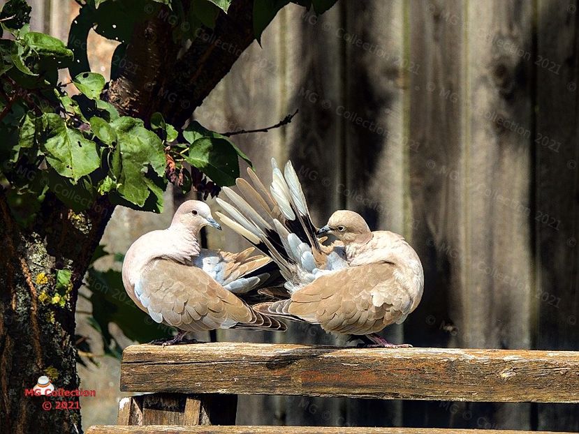 Gugu - PASARI - BIRDS