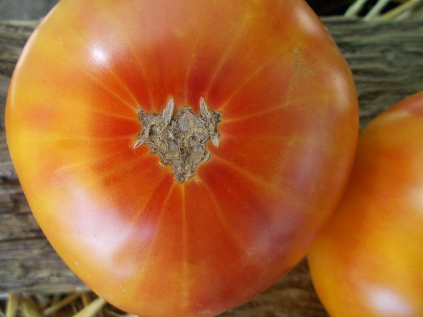  - SEMINTE ROSII - T 843 GORGEOUS WIZARD prozorlivyj koldun