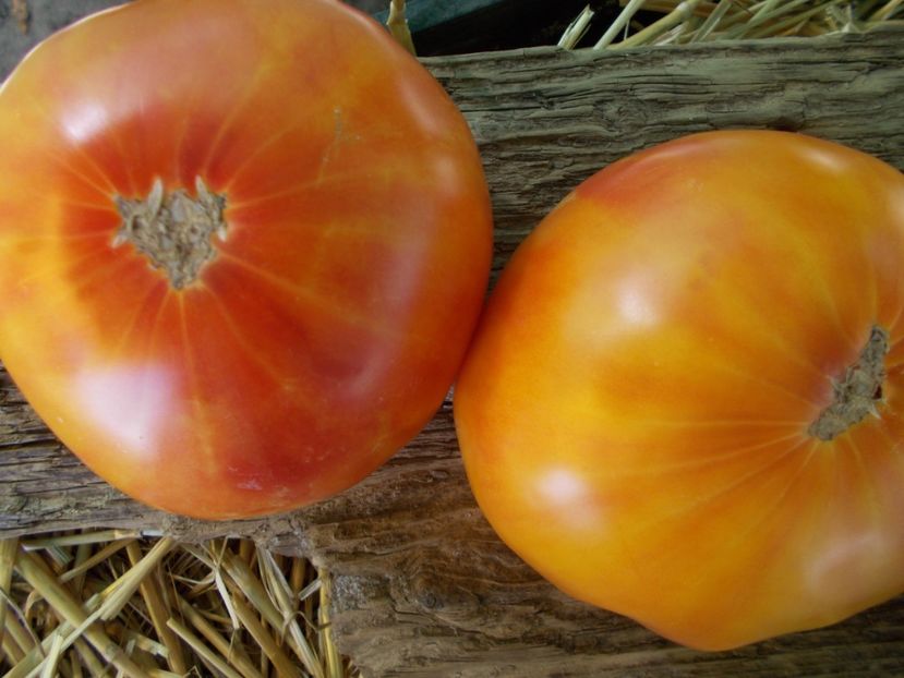  - SEMINTE ROSII - T 843 GORGEOUS WIZARD prozorlivyj koldun