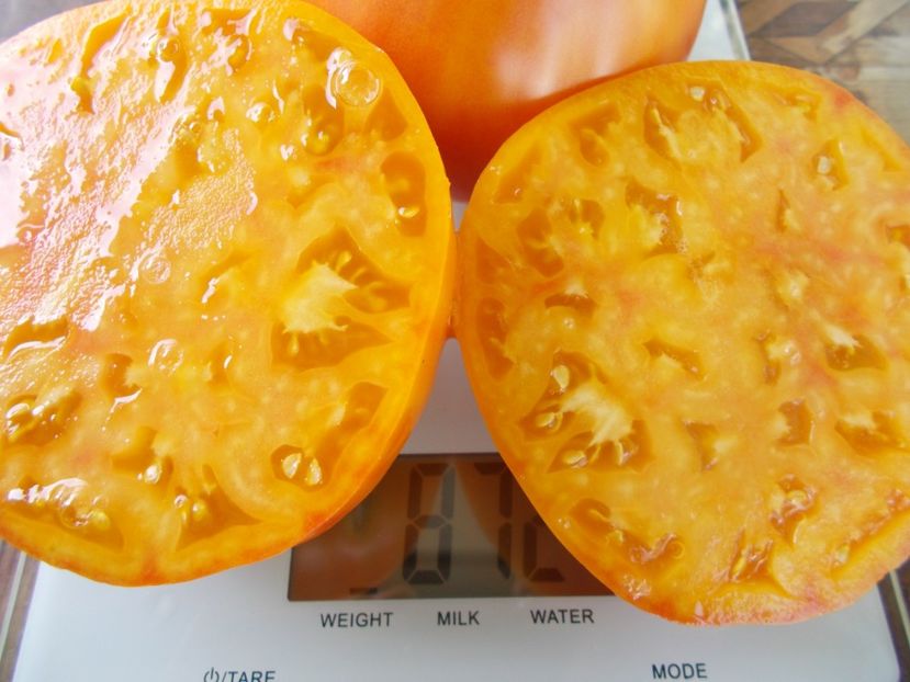  - SEMINTE ROSII - T 843 GORGEOUS WIZARD prozorlivyj koldun