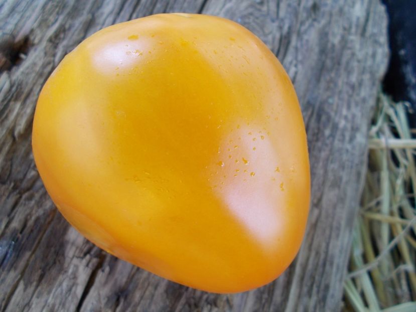  - SEMINTE ROSII - T 813 ZOLOTOY LAREZ