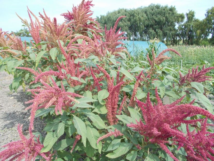  - SEMINTE AMARANT - D 191 RIO SAN LORENZO II - Amaranthus hypochondriacus