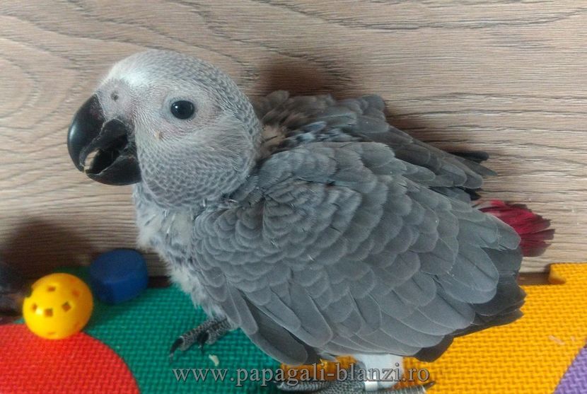 AfricanGrey-13 - papagali jako pui blanzi