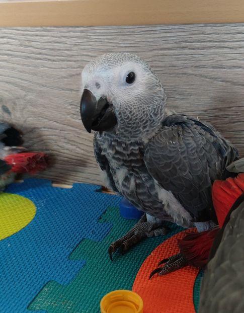 AfricanGrey-16 - papagali jako pui blanzi