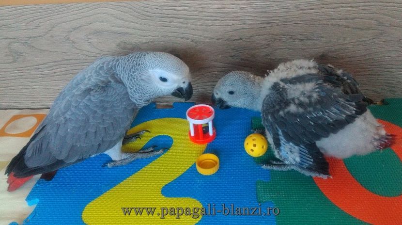 AfricanGrey-17 - papagali jako pui blanzi