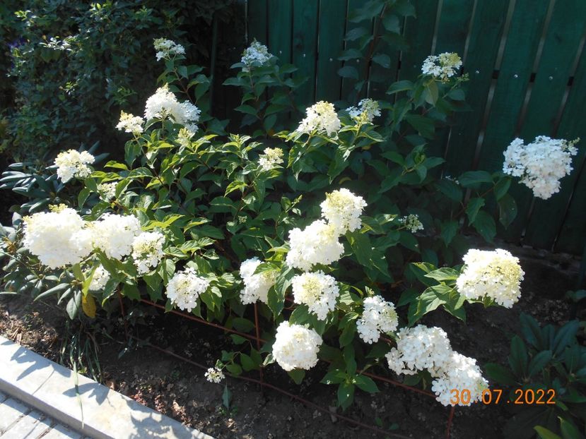  - 02 Azalee-rhododendroni-heleborusi-hortensii-hoste 2022