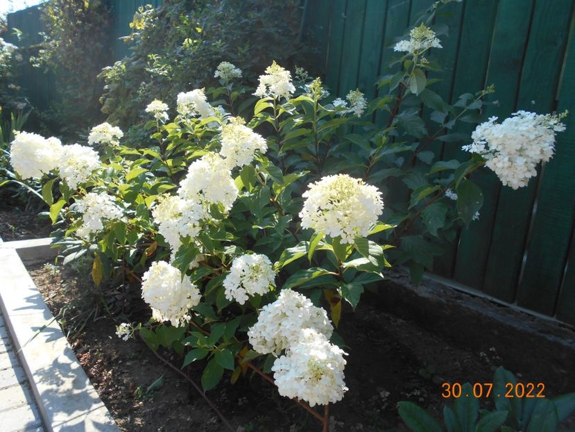  - 02 Azalee-rhododendroni-heleborusi-hortensii-hoste 2022