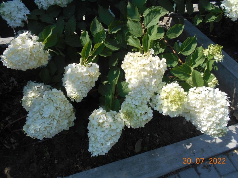  - 02 Azalee-rhododendroni-heleborusi-hortensii-hoste 2022