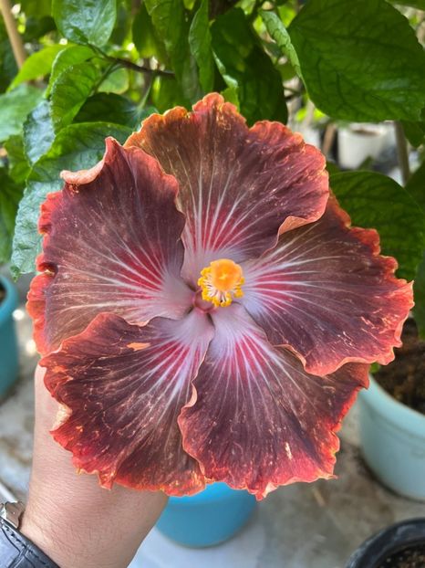  - ShueiShaLian Galaxy Upstart