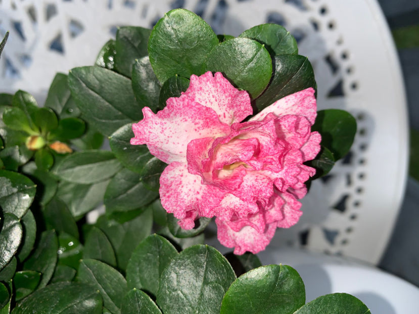  - Jurnalul gradinii 2022