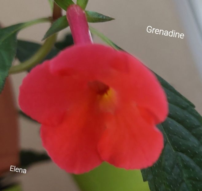  - 2022 - Achimenes