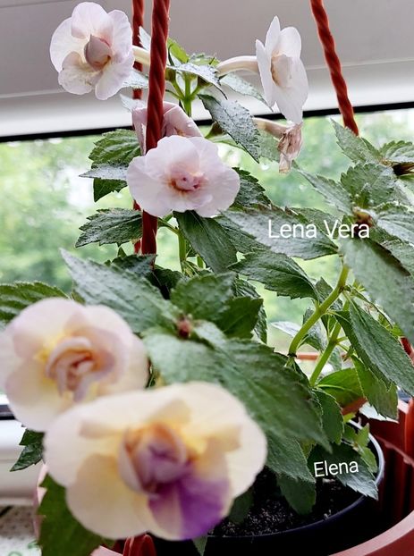  - 2022 - Achimenes