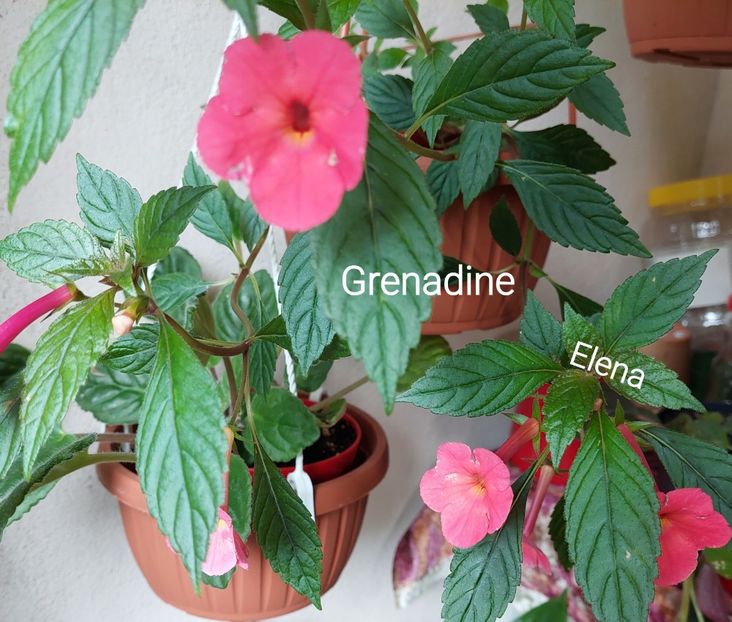  - 2022 - Achimenes