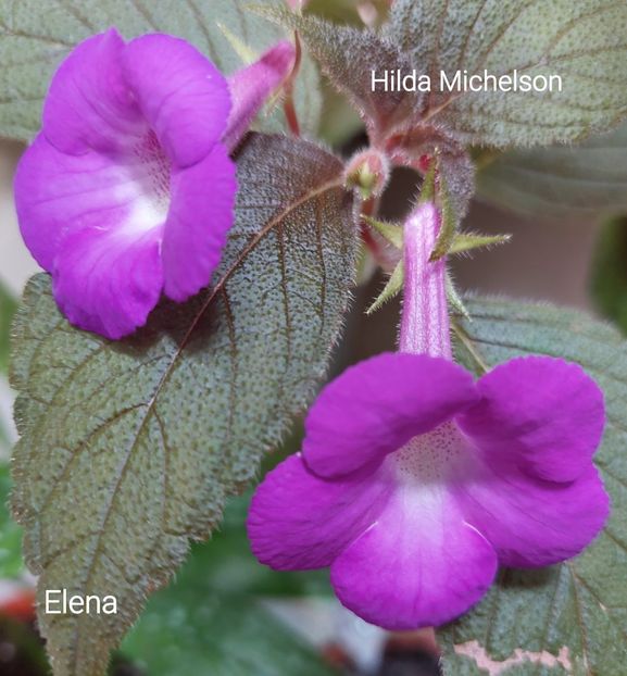  - 2022 - Achimenes