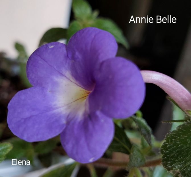  - 2022 - Achimenes