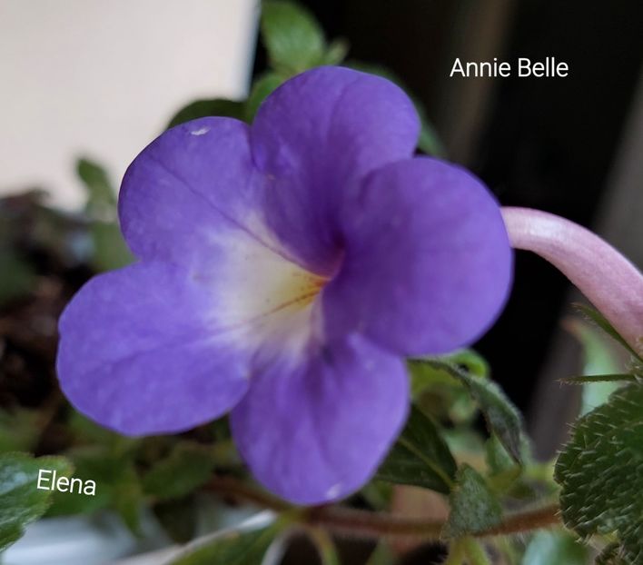  - 2022 - Achimenes