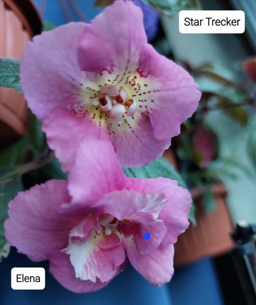  - 2022 - Achimenes