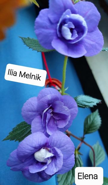  - 2022 - Achimenes
