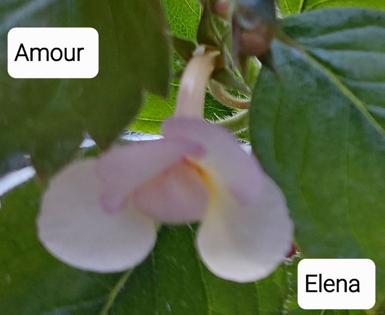  - 2022 - Achimenes