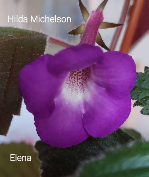 20220731_091834(1) - 2022 - Achimenes